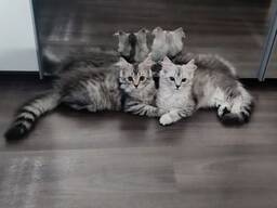 Britische Langehare Katzen