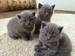 British Shorthairs