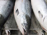 New Batch Fresh Atlantic Salmon Fish From Norway / Atlantic Salmon Fish For Sale Worldwide - photo 3