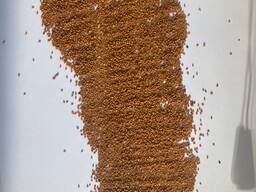 Camelina seed / Lnianka