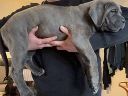 Cane-Corso-Welpe sucht ein Zuhause. .. Kontaktieren Sie
