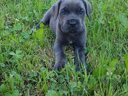 Cane Corso Welpen