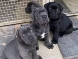 Cane Corso-Welpen - фото 1