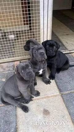 Cane Corso-Welpen