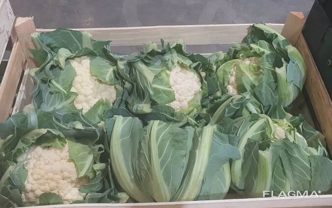 Blumenkohl (Herkunft Polen)