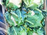 Blumenkohl (Herkunft Polen) - фото 2