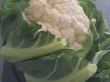 Blumenkohl (Herkunft Polen) - фото 6