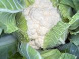 Blumenkohl (Herkunft Polen) - фото 7