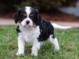 Cavalier King Charles Spaniel - фото 1