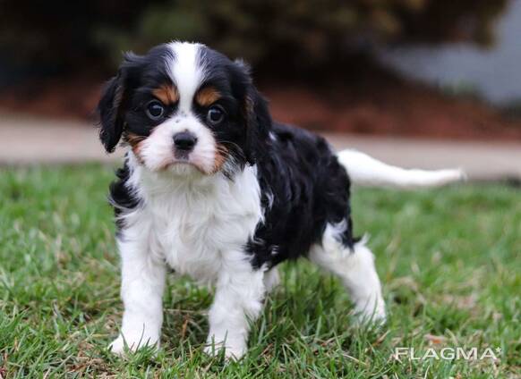 Cavalier King Charles Spaniel