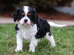 Cavalier King Charles Spaniel