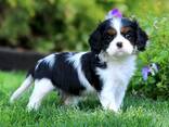 Cavalier King Charles Spaniel - фото 4