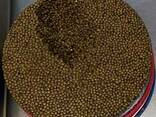 Caviar from sturgeon - photo 1