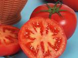 Cheap price fresh vegetable seeds f1 hybrid tomato seeds hybrid red