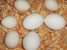 Chicken Broiler Hatching Eggs Ross/Cobb