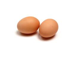 Chicken Eggs Cobb 500 Broiler Chicken Eggs