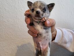 Chihuahua-Welpen, nur noch 4 frei