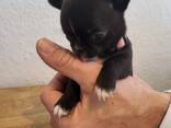 Chihuahua-Welpen, nur noch 4 frei - фото 1