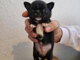 Chihuahua-Welpen, nur noch 4 frei - фото 3