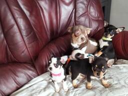 Chihuahua-Welpen zu verkaufen