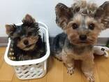 Щенки йоркширского терьера ищут любящий дом - фото 1