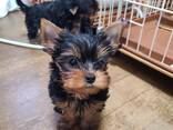 Щенки мини-йоркширского терьера - фото 1