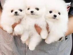 Чистокровные щенки померанского шпица
