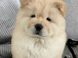 Chow-Chow-Welpen