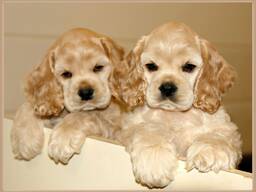 Щенки кокер-спаниеля