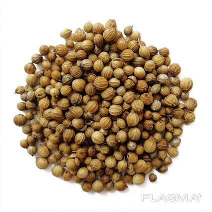 Coriander