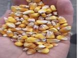 Corn grains High Quality - фото 1