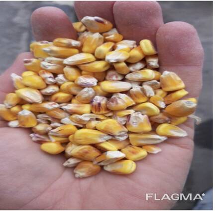Corn grains High Quality