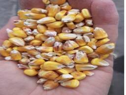 Corn grains High Quality