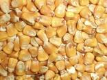 Corn grains for humans , non gmo