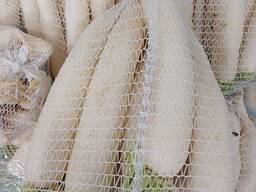 Daikon radish from Poland