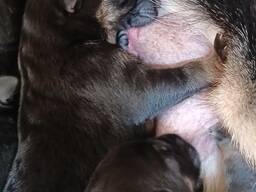 Deutsche Schäferhundwelpen