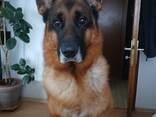 Deutsche Schäferhundwelpen - photo 1
