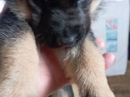 Deutsche Schäferhundwelpen