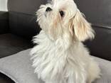 Девочка мальтезе - фото 1