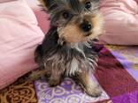 Yorkshire-Welpen - фото 2