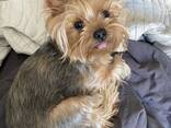 Yorkshire-Welpen - фото 1