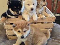 Edlen Akita-Welpen kennen!