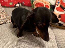 Ein sehr lieber, aktiver Dackelwelpe sucht ein liebevolles Zuhause. Bereit für sein