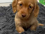 Ein sehr lieber, aktiver Dackelwelpe sucht ein liebevolles Zuhause. Bereit für sein - фото 2