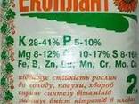 ЕКОПЛАНТ комплексне мінеральне добриво Калій — 28-41%; Фосфор — 5-10%, Магній — 8-12%, Кал - фото 2