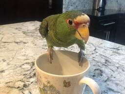 Freundlicher Welpe einer Orangeflügelamazone