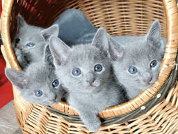 Elegantti venäjänsininen kissanpentu whatsapp: