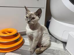 Entzückende Devon-Rex-Kätzchen