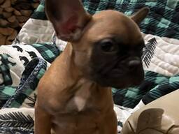 Entzückende französische Bulldoggenwelpen