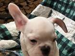 Entzückende französische Bulldoggenwelpen - фото 1